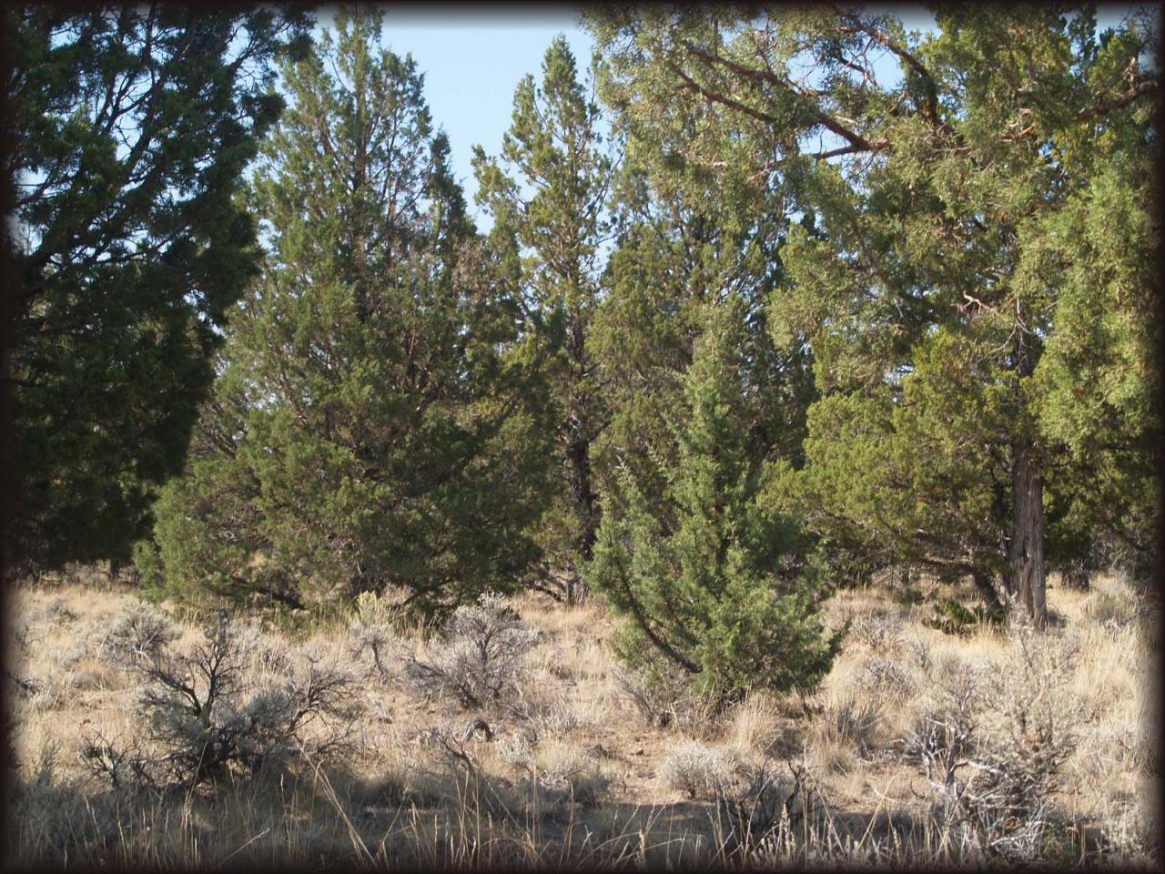 0 T46n / R1w Macdoel, CA 96058 - Photo 4 of 5 Power and phone are reasonably close
