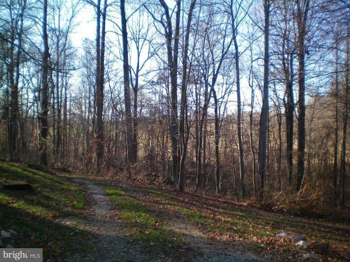 6200 Solomons Island Road Dunkirk, MD 20754 - Photo 21 of 22 Wooded View / Acreage 3