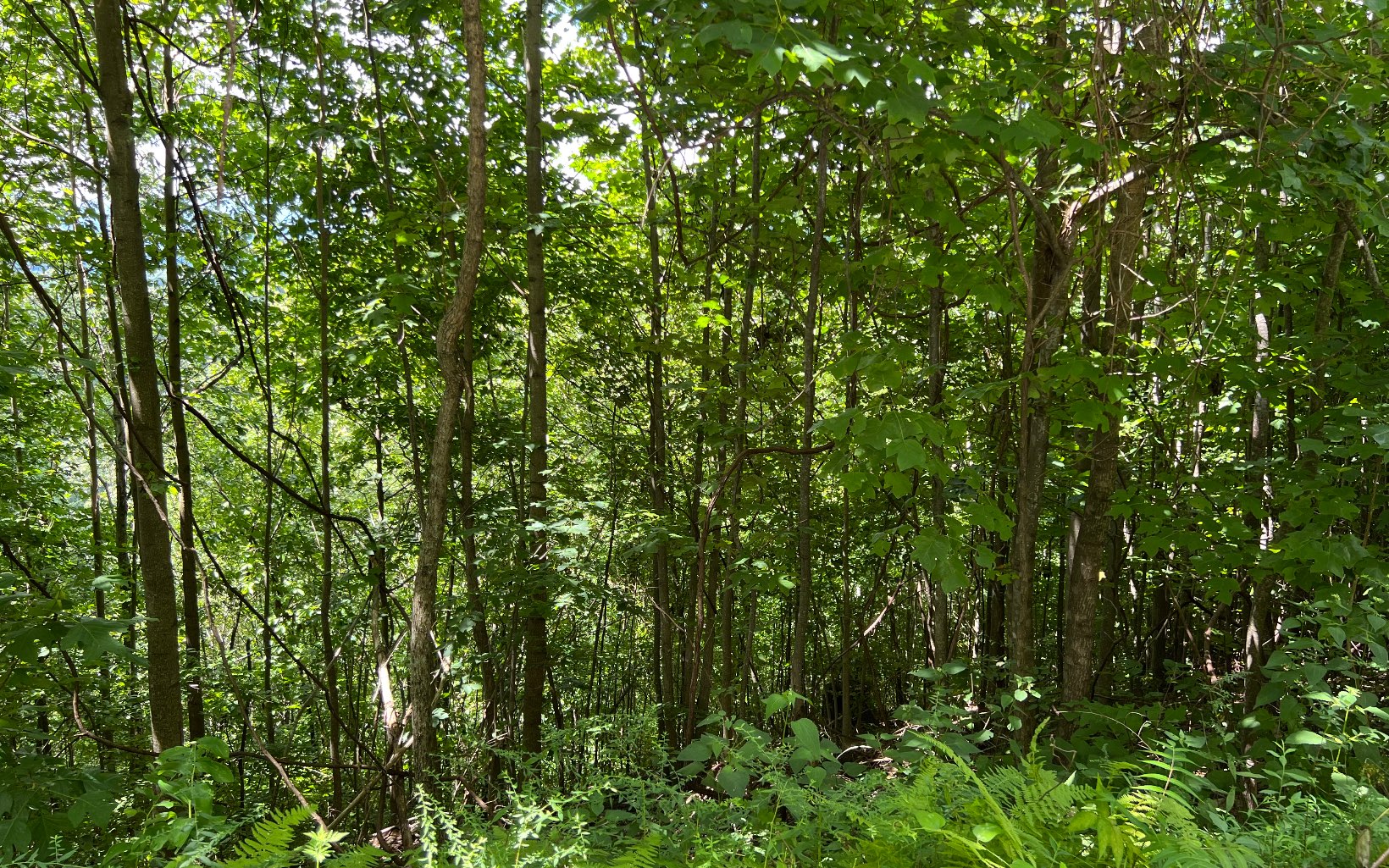 L87 Wolf Mountain Road Murphy, NC 28906 - Photo 16 of 26 Additional View