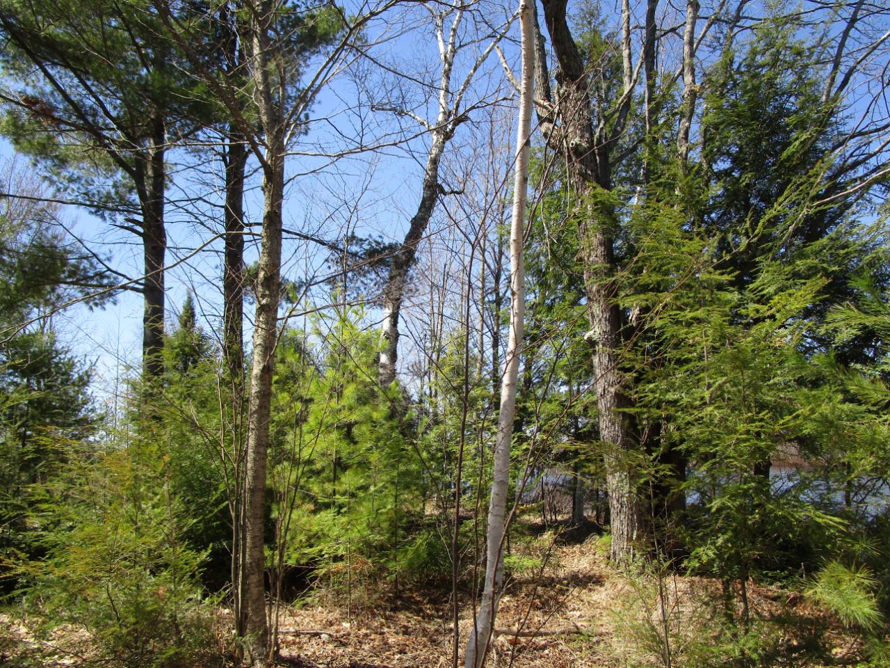2851 Flowage Road Park Falls, WI 54552 - Photo 45 of 87 Gallery Image 45