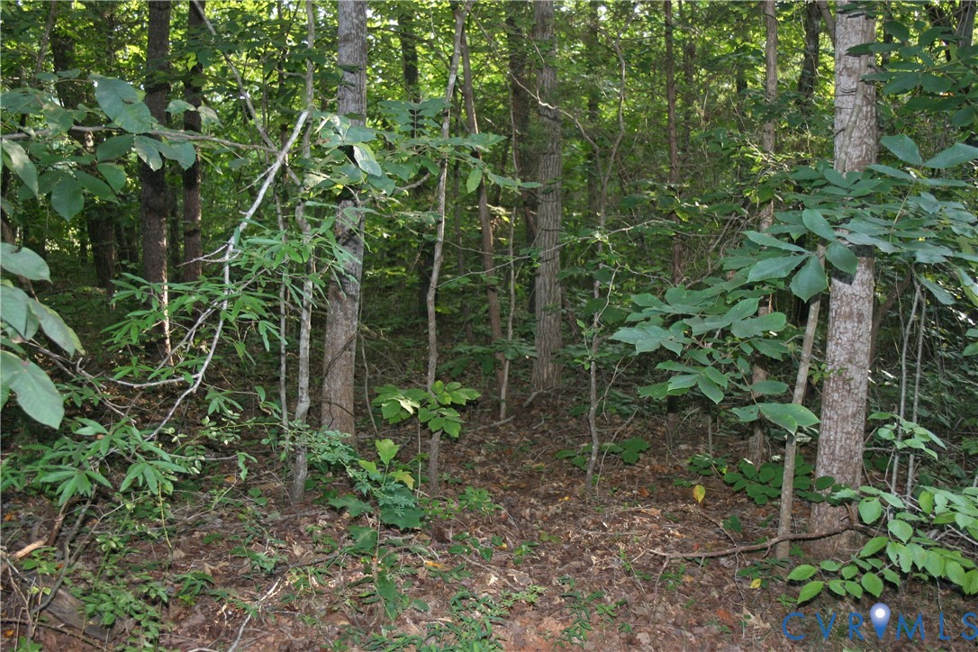 0 Pace Road Goochland, VA 23063 - Photo 6 of 11 a view of a forest
