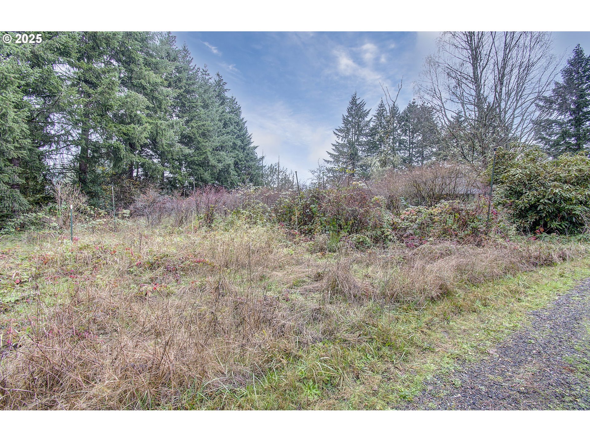 19409 Northeast Mattson Road Brush Prairie, WA 98606 - Photo 34 of 44 a view of a dry yard with trees in back