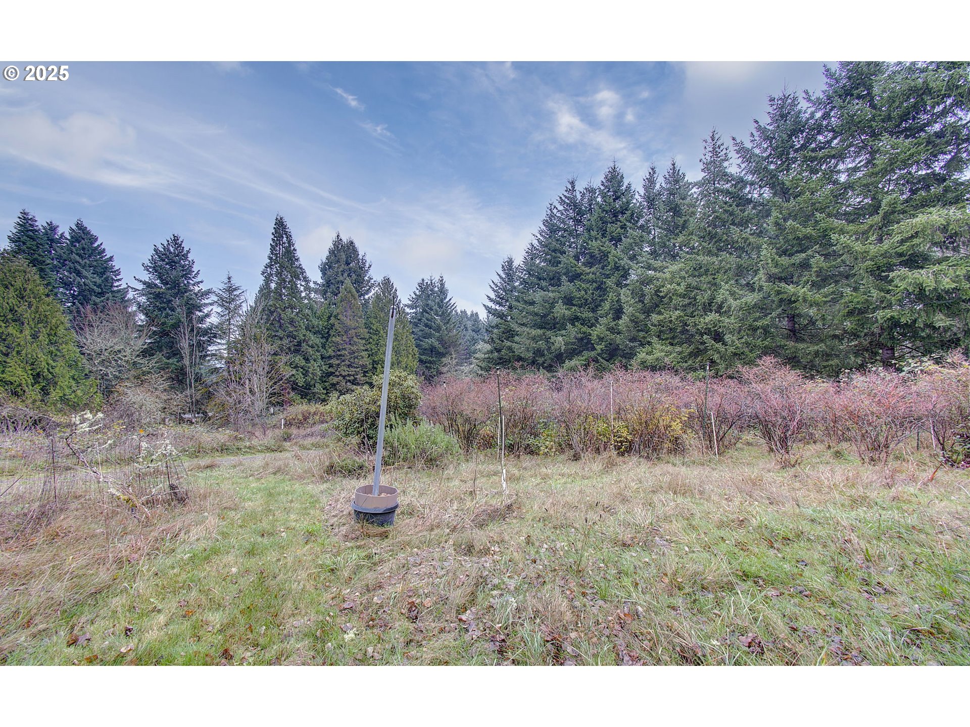 19409 Northeast Mattson Road Brush Prairie, WA 98606 - Photo 36 of 44 a view of a dry yard with trees in the background