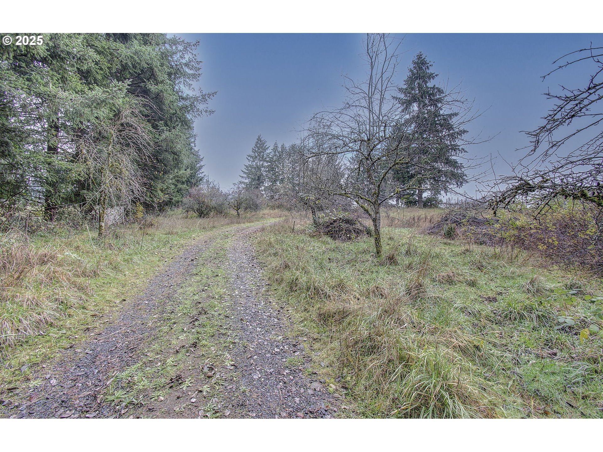 19409 Northeast Mattson Road Brush Prairie, WA 98606 - Photo 4 of 44 a view of a dry yard with trees
