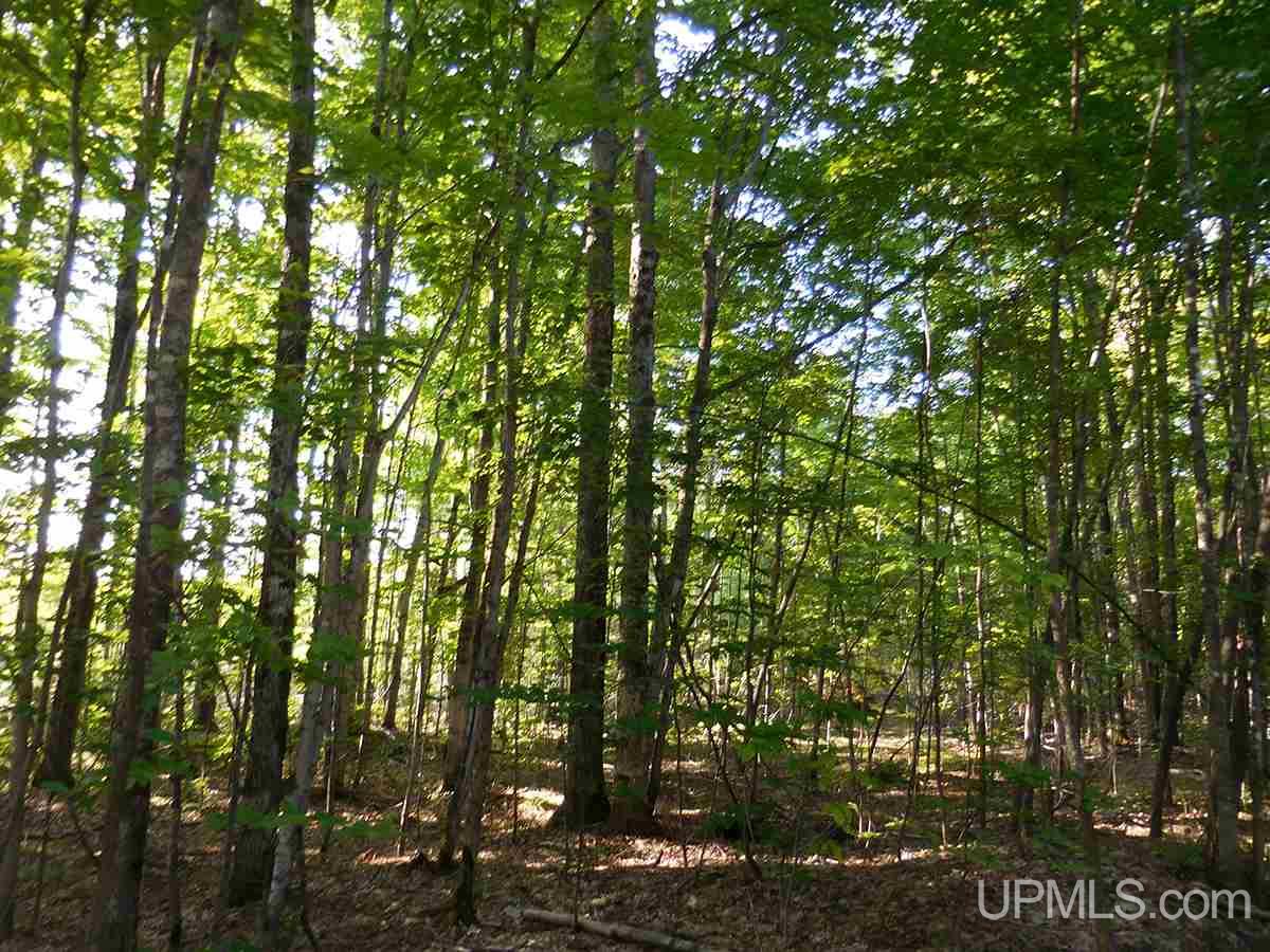Tbd Tee Lake Road Germfask, MI 49836 - Photo 22 of 25