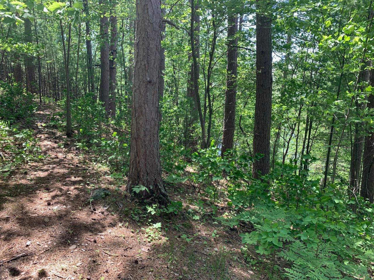 Lot 2 Mccarthy Lake Road Tomahawk, WI 54487 - Photo 5 of 12 Gallery Image 5