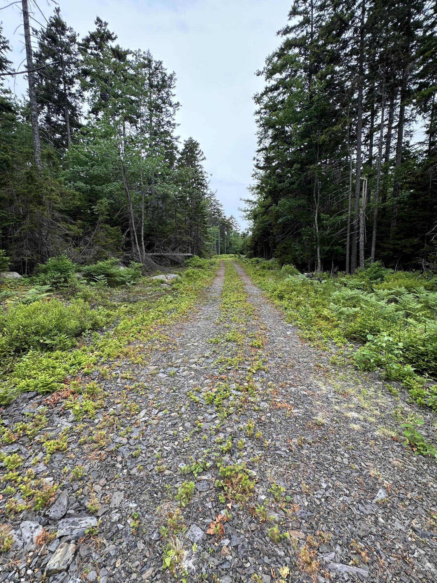 Lot 5 Waymouth Road Tenants Harbor, ME 04860 - Photo 38 of 56 Late June 2025-post weed whacking