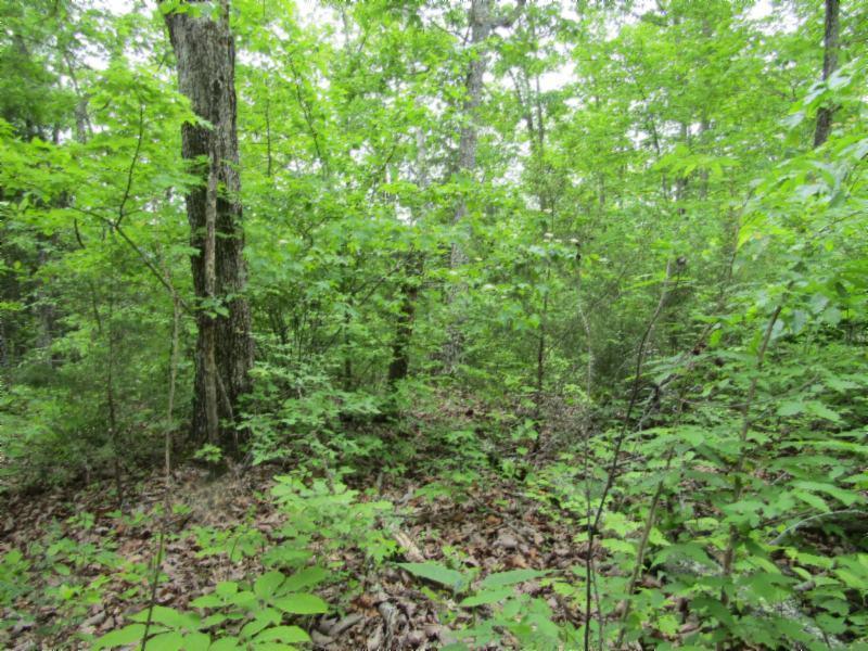 Lot 4 Red Oak Ridge Road Celina, TN 38551 - Photo 11 of 22 05122020 051