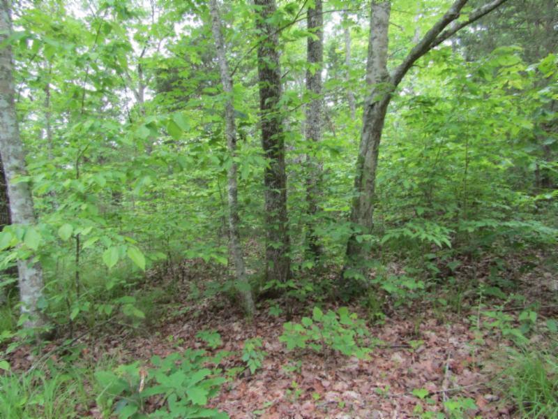 Lot 4 Red Oak Ridge Road Celina, TN 38551 - Photo 12 of 22 05122020 053