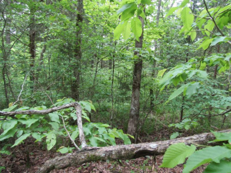 Lot 4 Red Oak Ridge Road Celina, TN 38551 - Photo 14 of 22 05122020 055