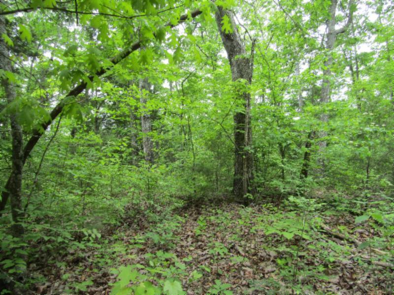 Lot 4 Red Oak Ridge Road Celina, TN 38551 - Photo 9 of 22 05122020 049