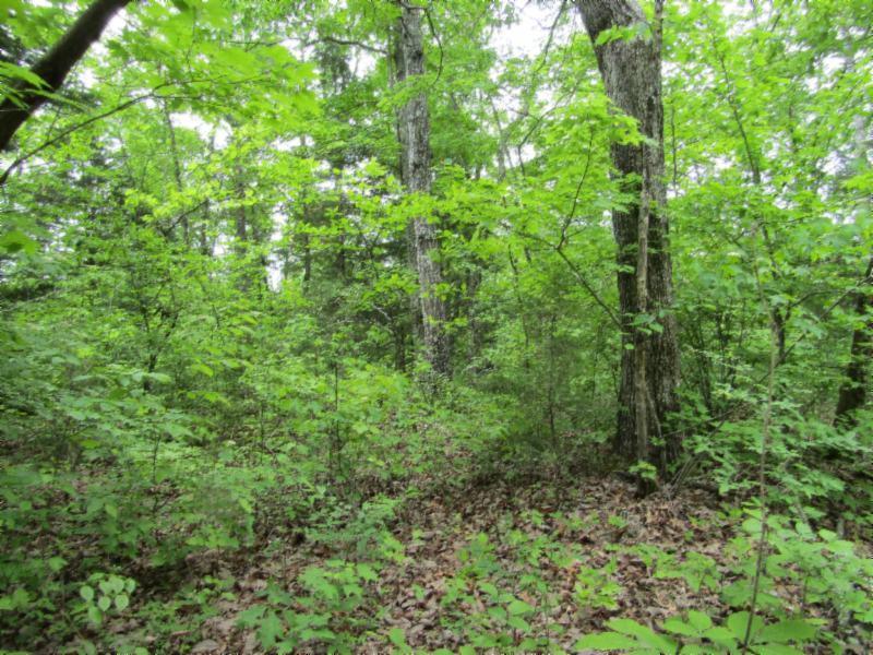 Lot 4 Red Oak Ridge Road Celina, TN 38551 - Photo 10 of 22 05122020 050