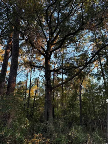 $225,000 | Lot 1-2 College Park Road, Conway, SC 29526