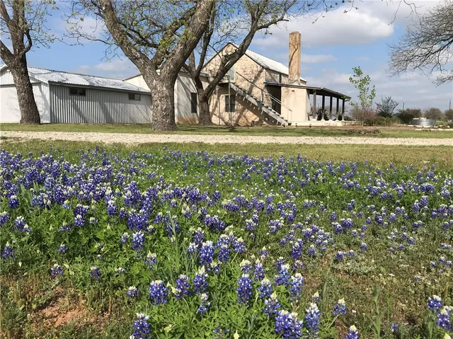 a view of a yard with plants and large trees