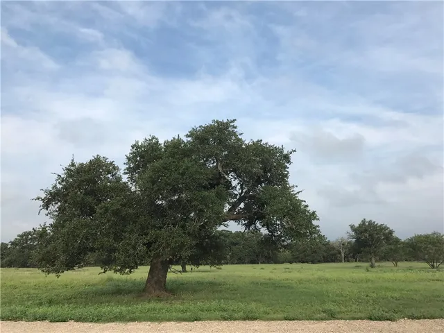 a view of a big yard with a large trees