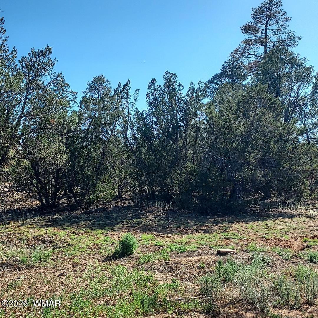 3120-3122 Whitetail Way Overgaard, AZ 85933 - Photo 6 of 7 Whitetail Way 5