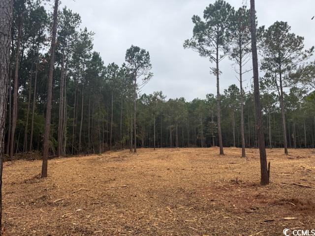 2 A McNabb Road Conway, SC 29526 - Photo 1 of 4 View of tree filled area