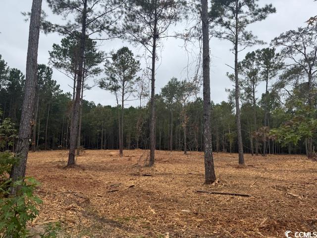 2 A McNabb Road Conway, SC 29526 - Photo 4 of 4 View of wooded area