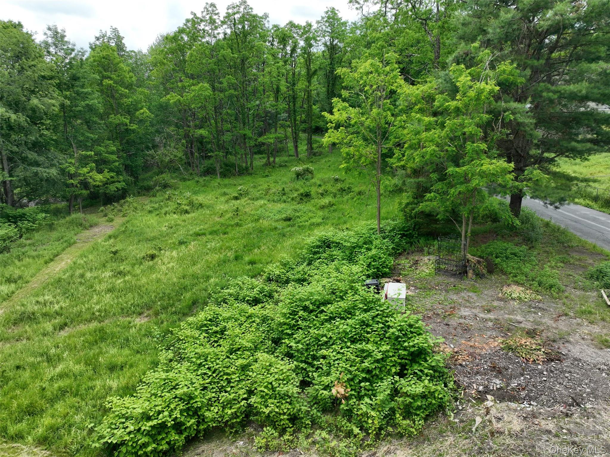 a view of a lush green forest