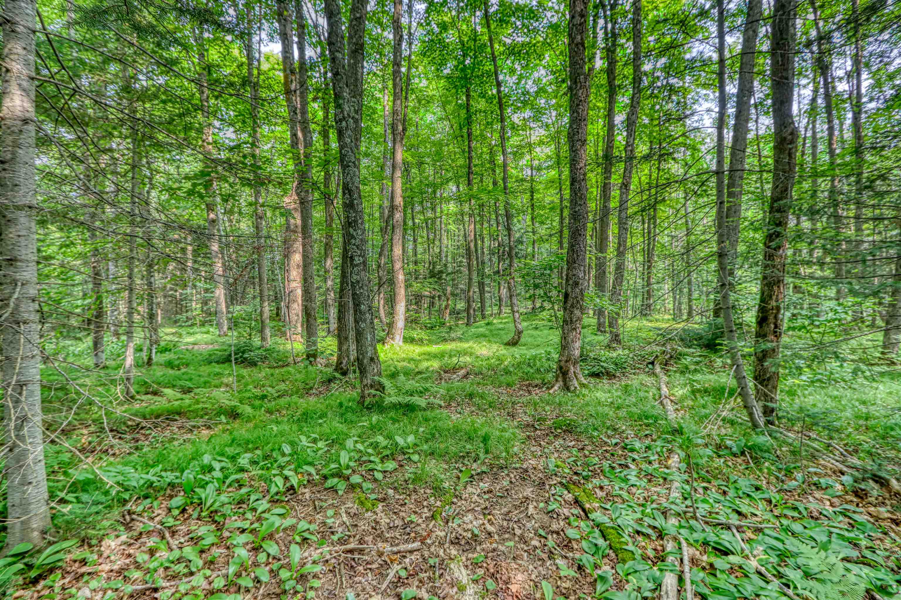 48400 Old Grade Road Cable, WI 54821 - Photo 41 of 58 View of wooded area