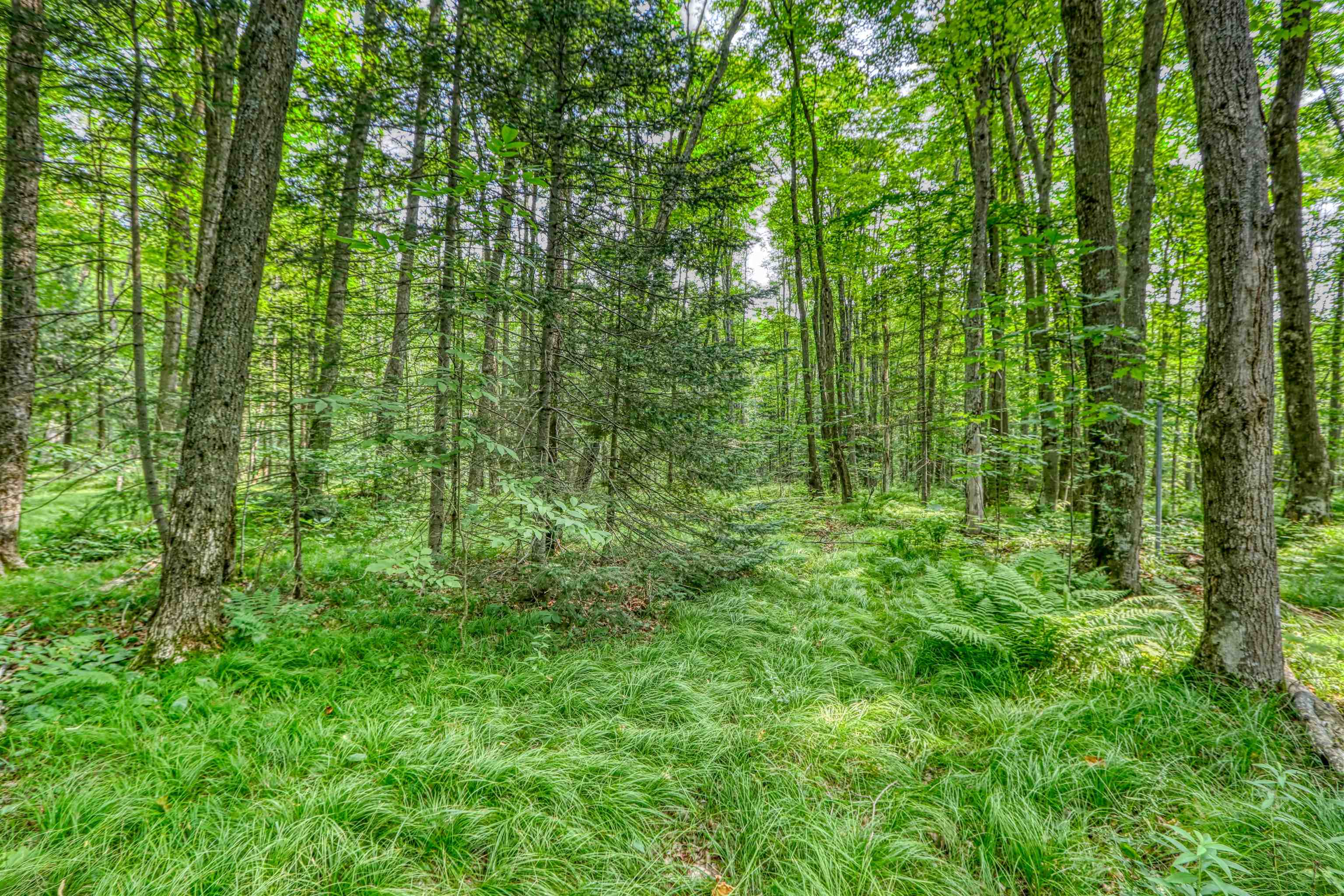 48400 Old Grade Road Cable, WI 54821 - Photo 43 of 58 View of wooded area