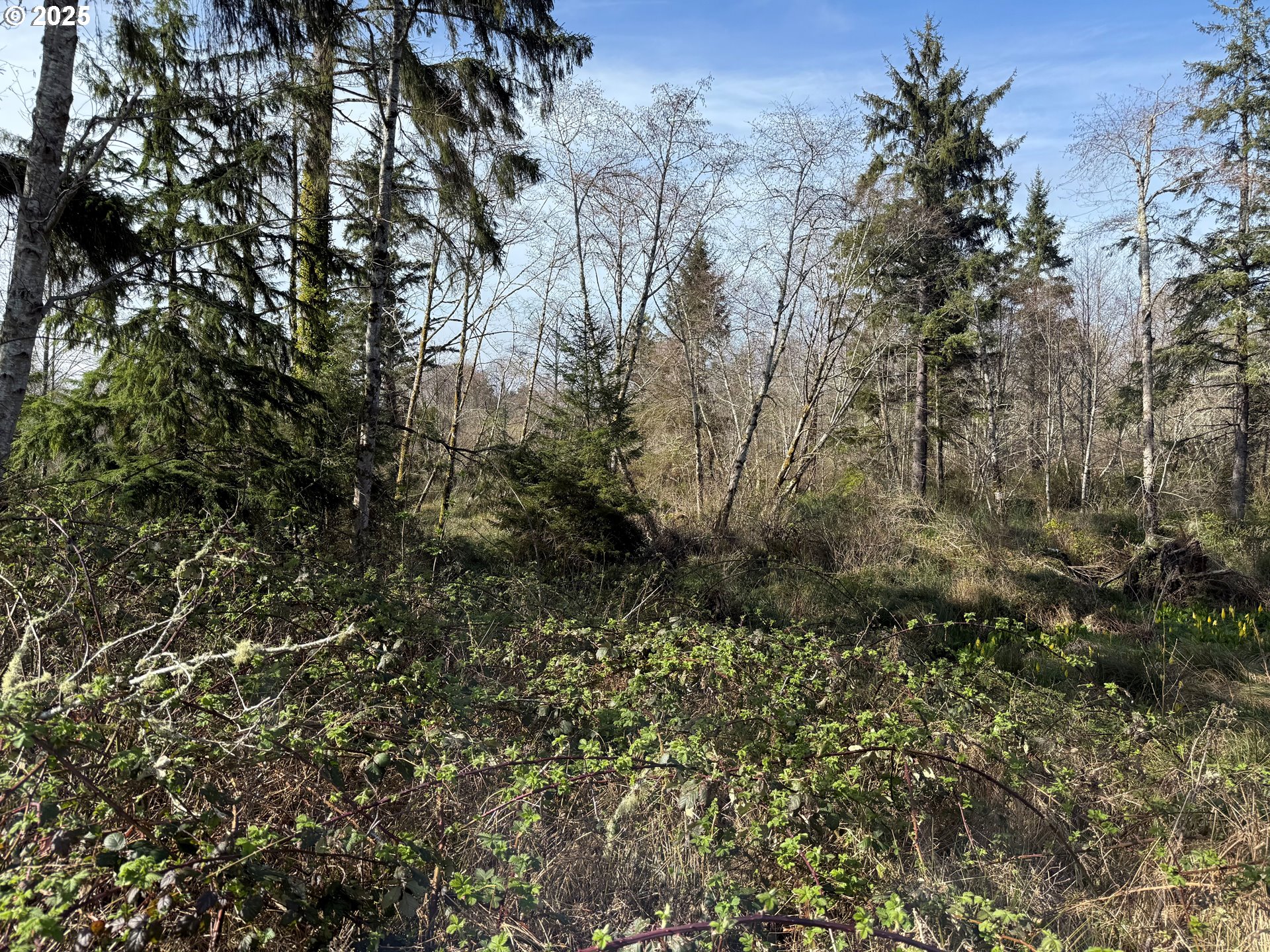 Spruce Drive Seaside, OR 97138 - Photo 11 of 15 a view of a tree