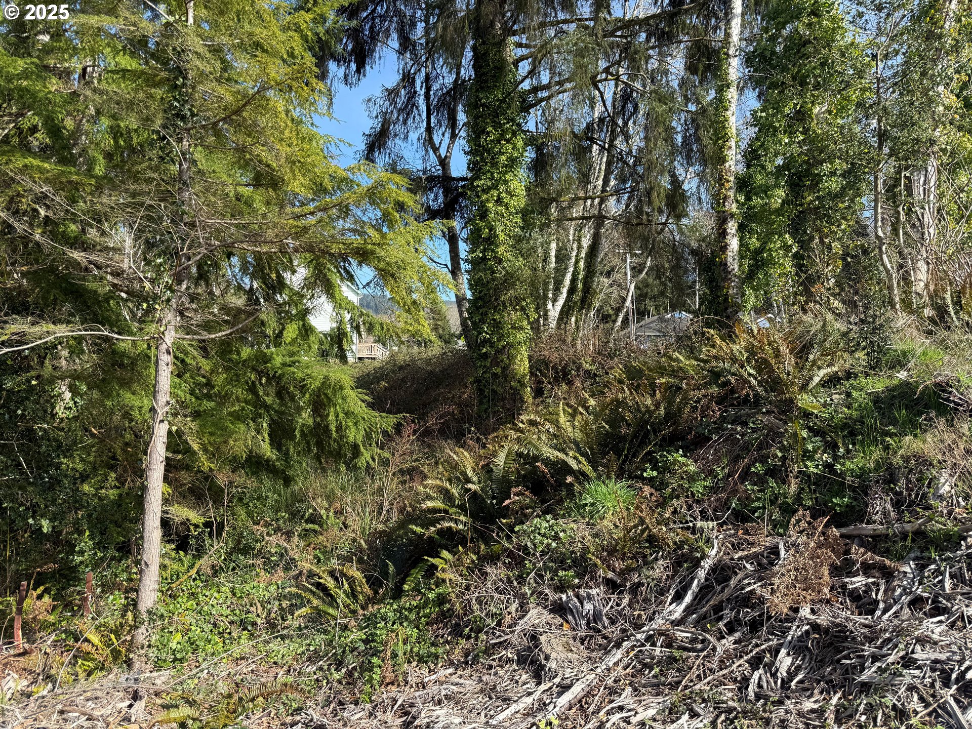 Spruce Drive Seaside, OR 97138 - Photo 12 of 15 a view of a forest