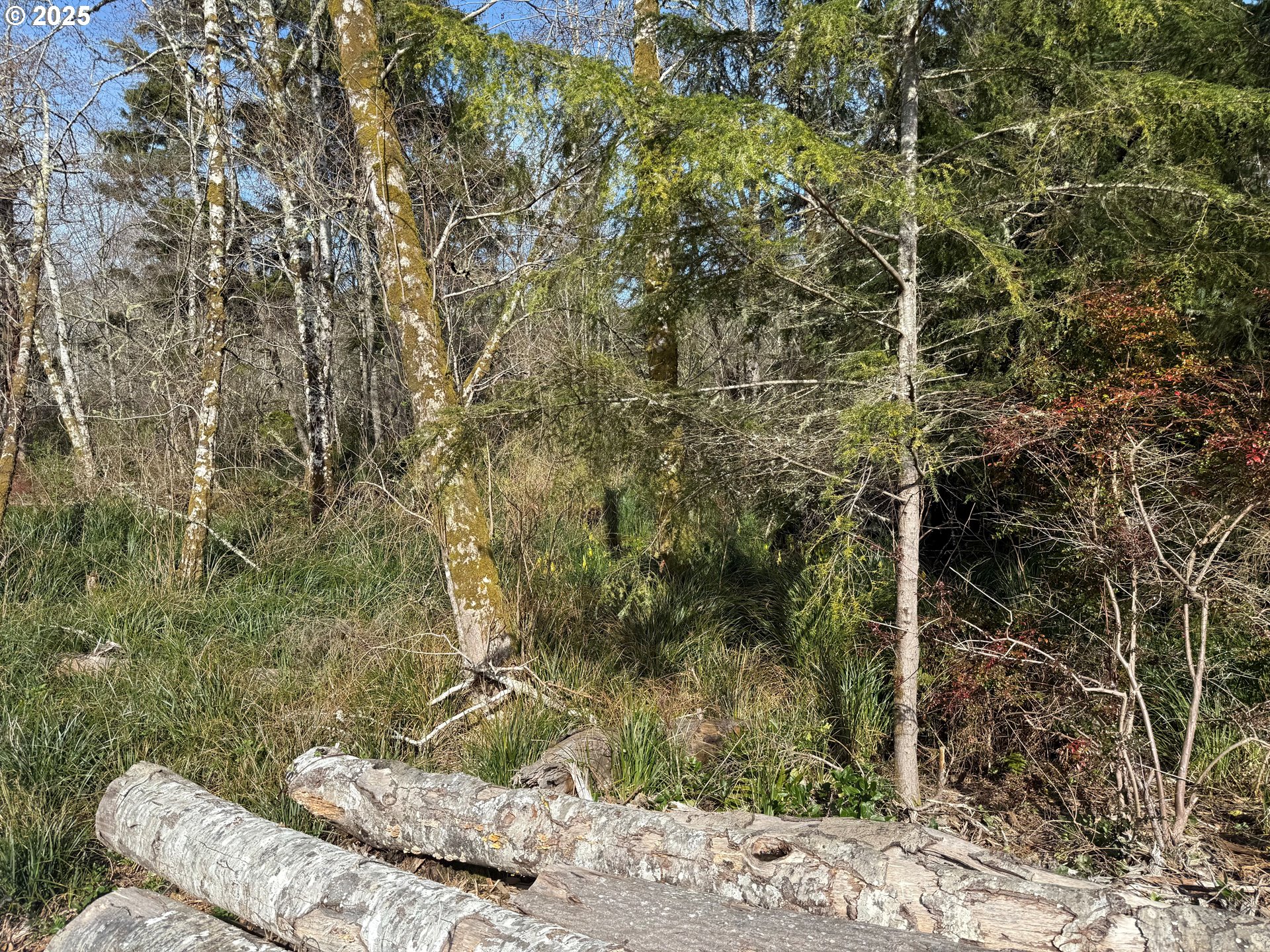 Spruce Drive Seaside, OR 97138 - Photo 13 of 15 a backyard of a house
