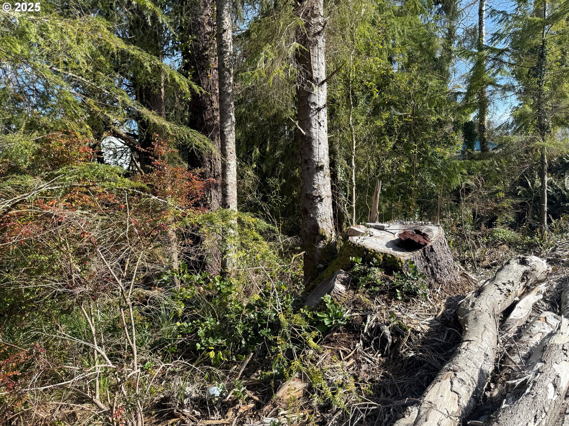 Spruce Drive Seaside, OR 97138 - Photo 14 of 15 a view of outdoor space and tree