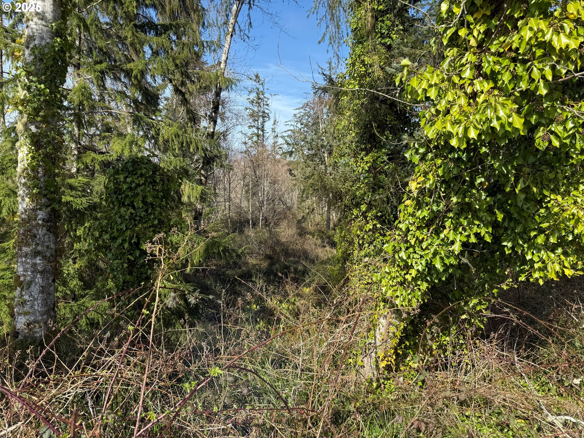 Spruce Drive Seaside, OR 97138 - Photo 15 of 15 a view of a tree with a plant