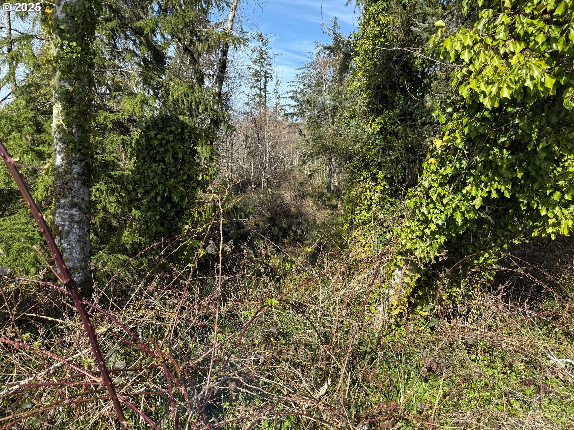 Spruce Drive Seaside, OR 97138 - Photo 5 of 15 a view of a yard with a tree