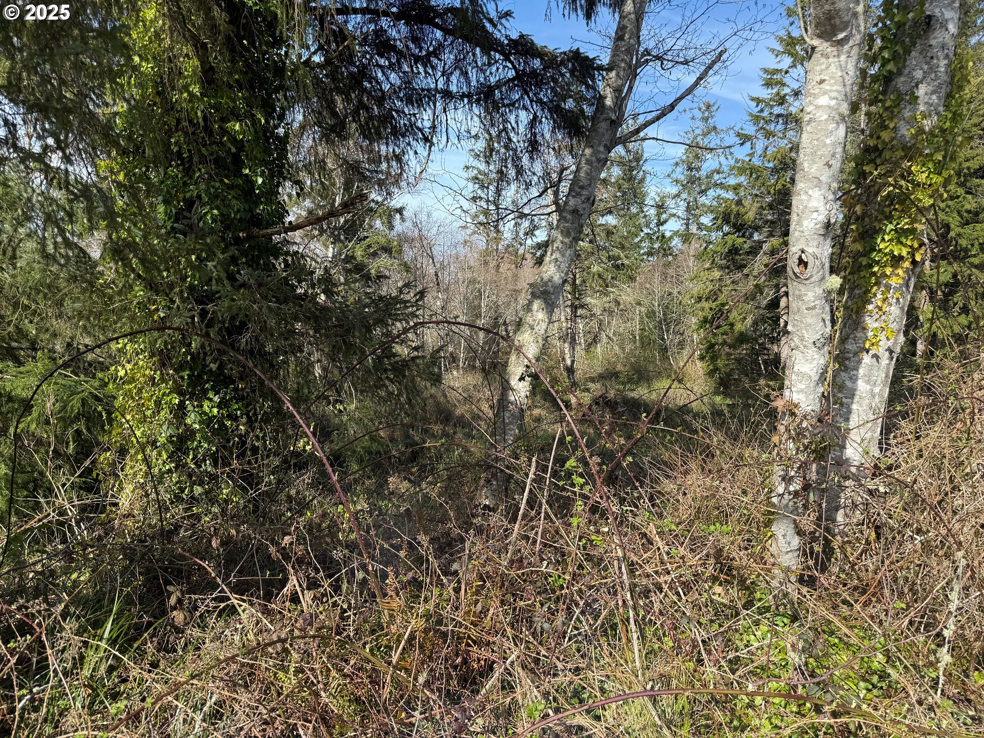Spruce Drive Seaside, OR 97138 - Photo 6 of 15 a view of a yard with a tree