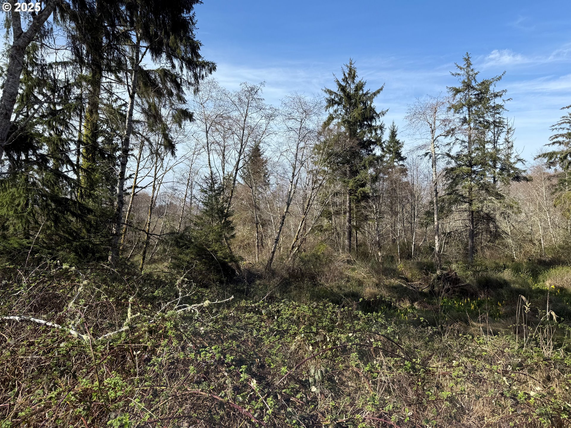 Spruce Drive Seaside, OR 97138 - Photo 7 of 15 a view of a yard