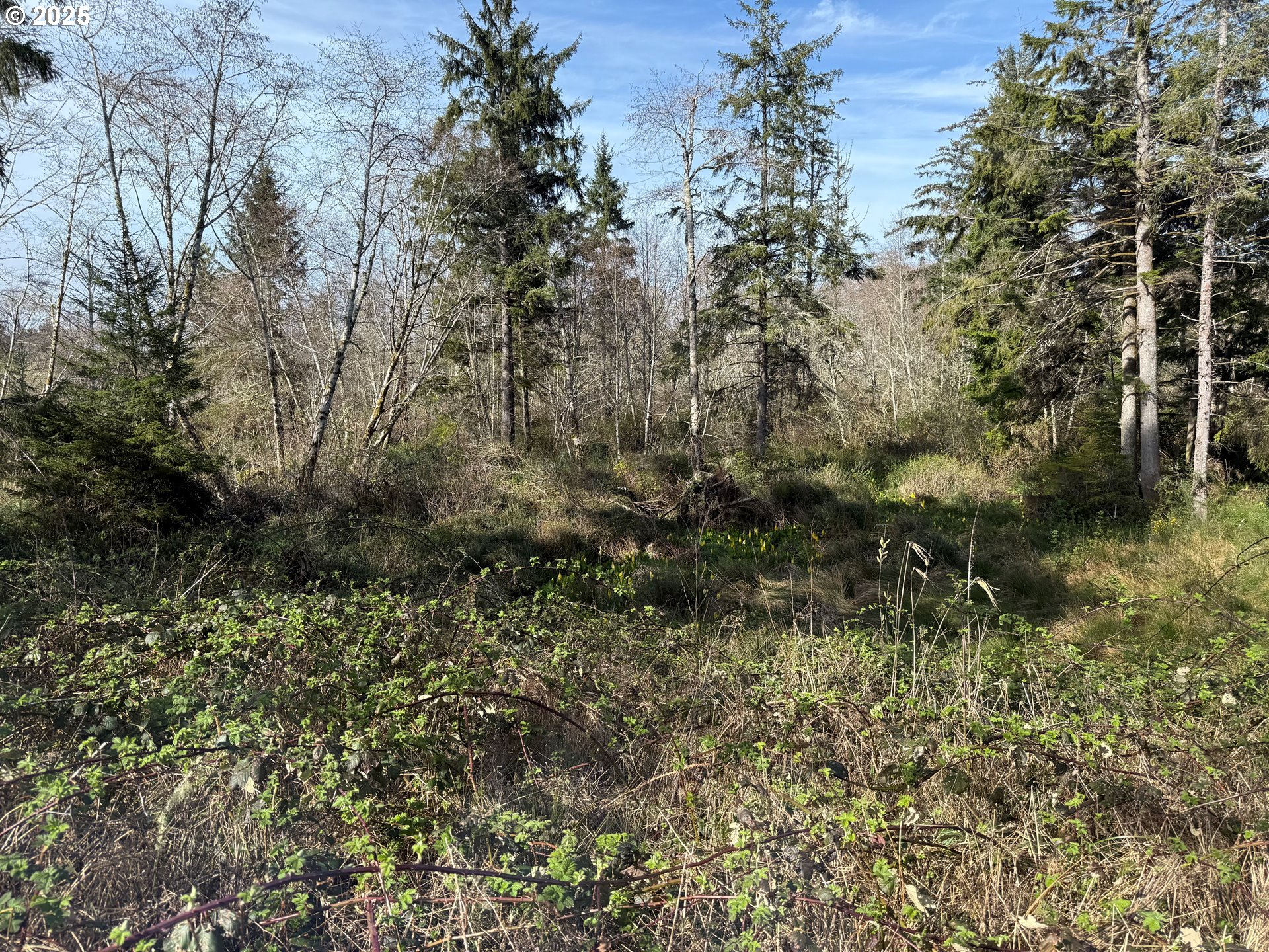 Spruce Drive Seaside, OR 97138 - Photo 8 of 15 a view of a forest with a tree