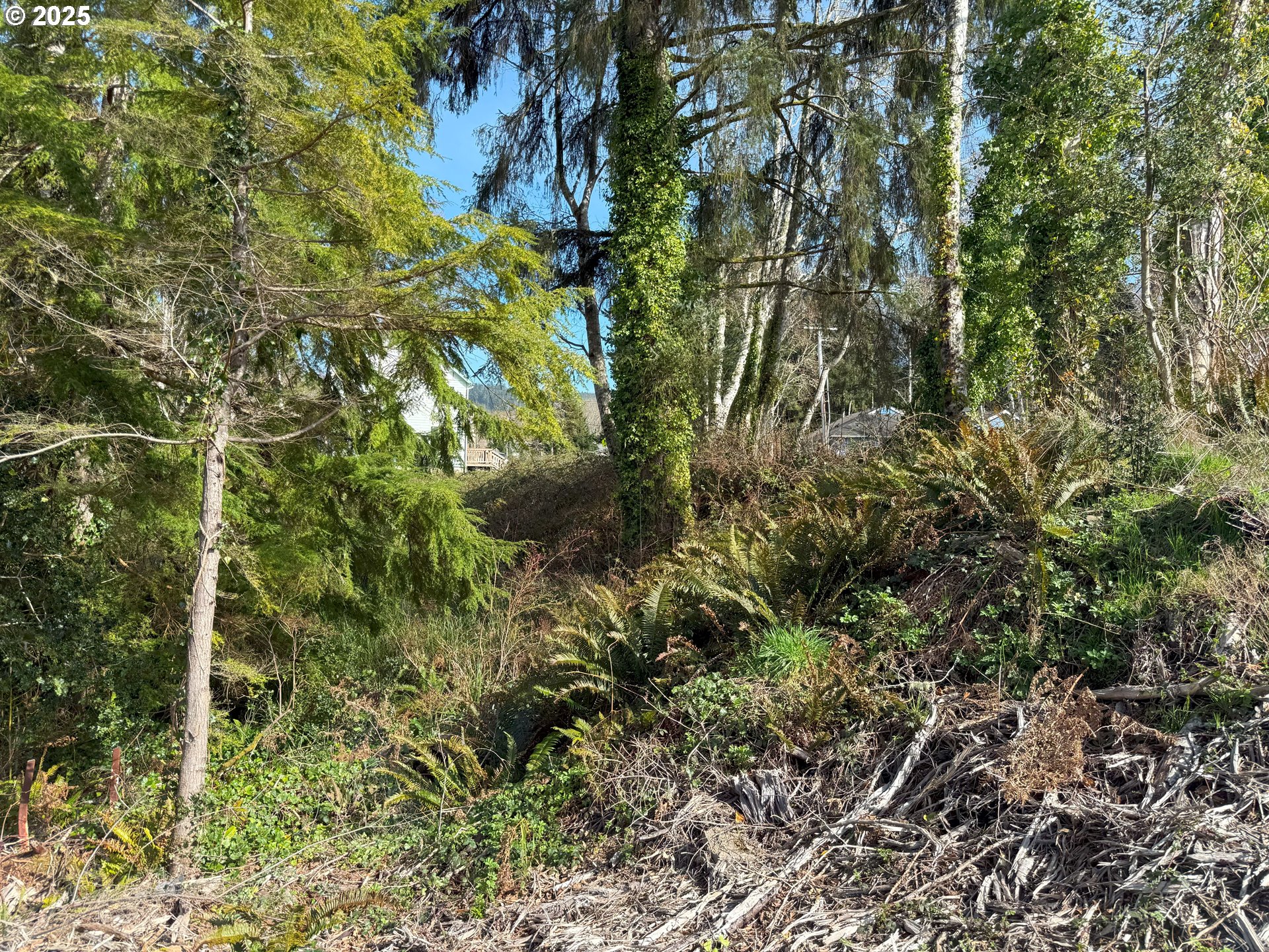 Spruce Drive Seaside, OR 97138 - Photo 10 of 15 a view of a forest
