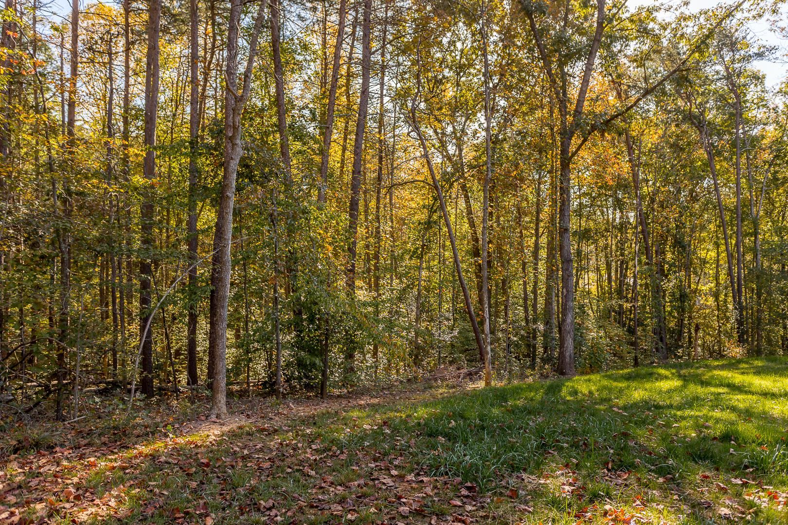 3768 Boundary Run Road Gum Spring, VA 23065 - Photo 39 of 46 a view of backyard with green space