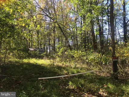 a view of a yard with plants