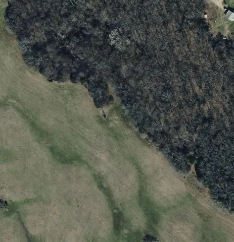 a view of a forest with trees in the background