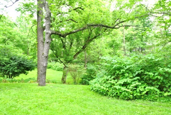 1805 Gilbert Avenue Downers Grove, IL 60515 - Photo 15 of 15 a backyard of a house with lots of green space