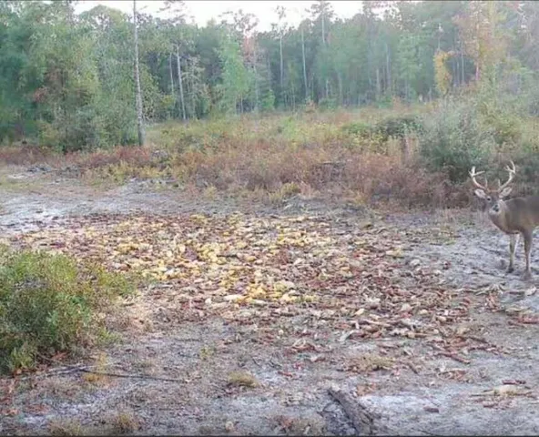 $190,000 | 0 Dorland Court, Bowman, SC 29018