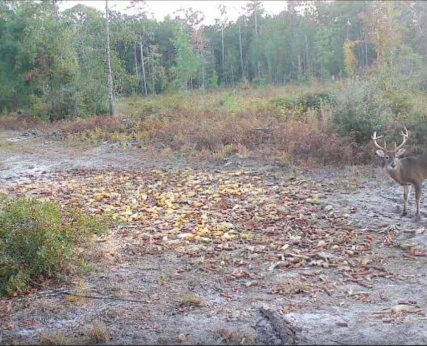 0 Dorland Court Bowman, SC 29018 - Photo 3 of 5 deer1