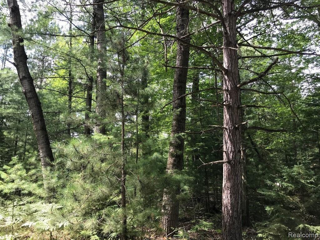 0 Racoon Trail Lincoln, MI 48742 - Photo 1 of 3