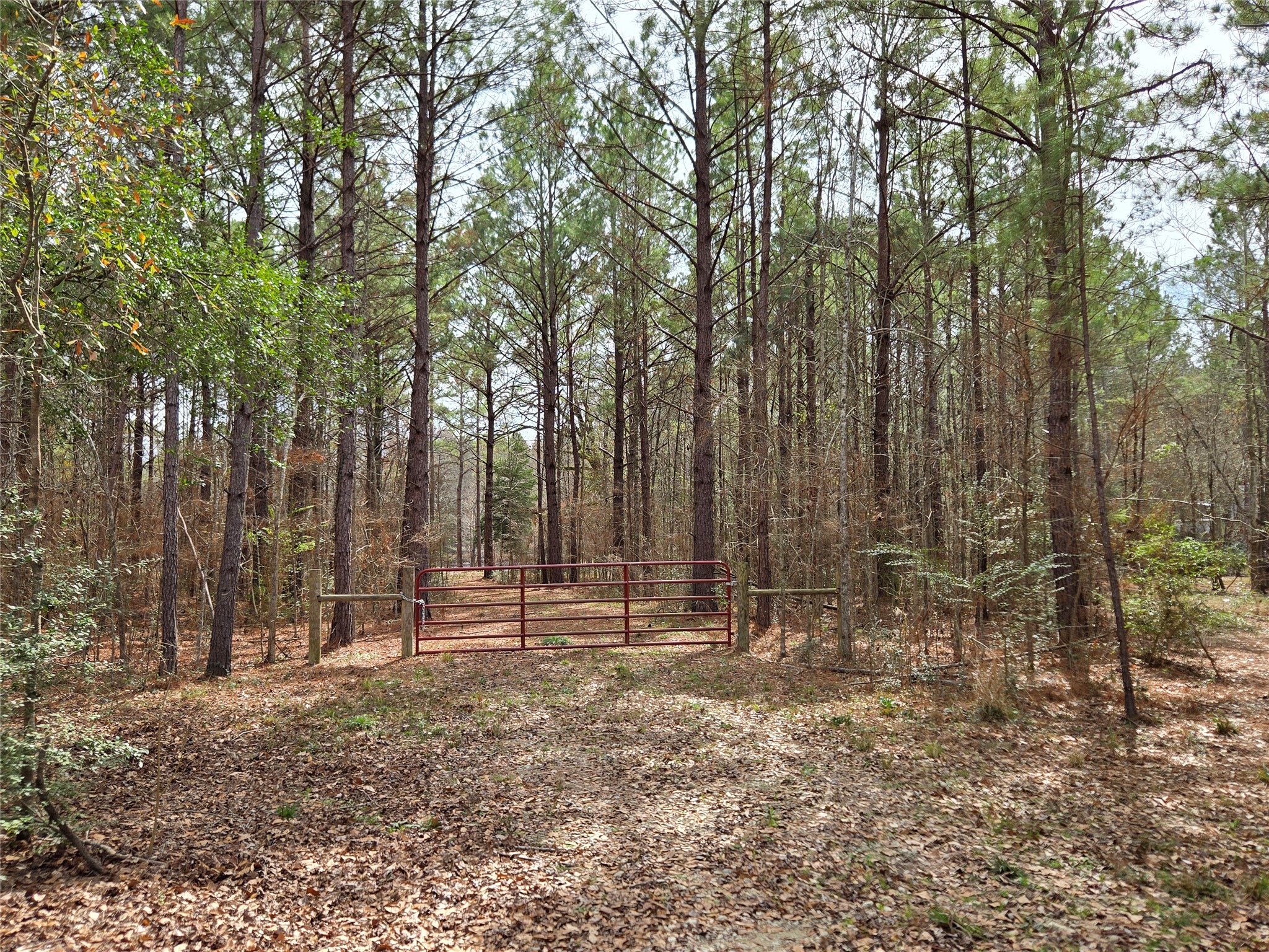a backyard of a house with lots of trees