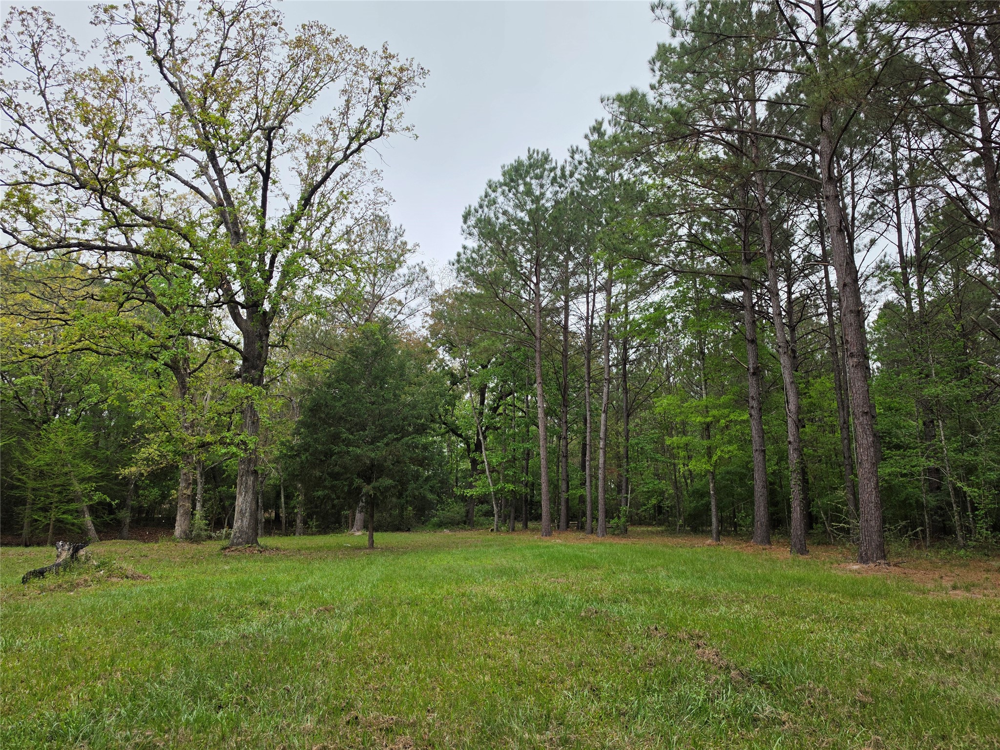 186 Blythe Road Lufkin, TX 75901 - Photo 11 of 29 a view of a grassy field with trees in the background