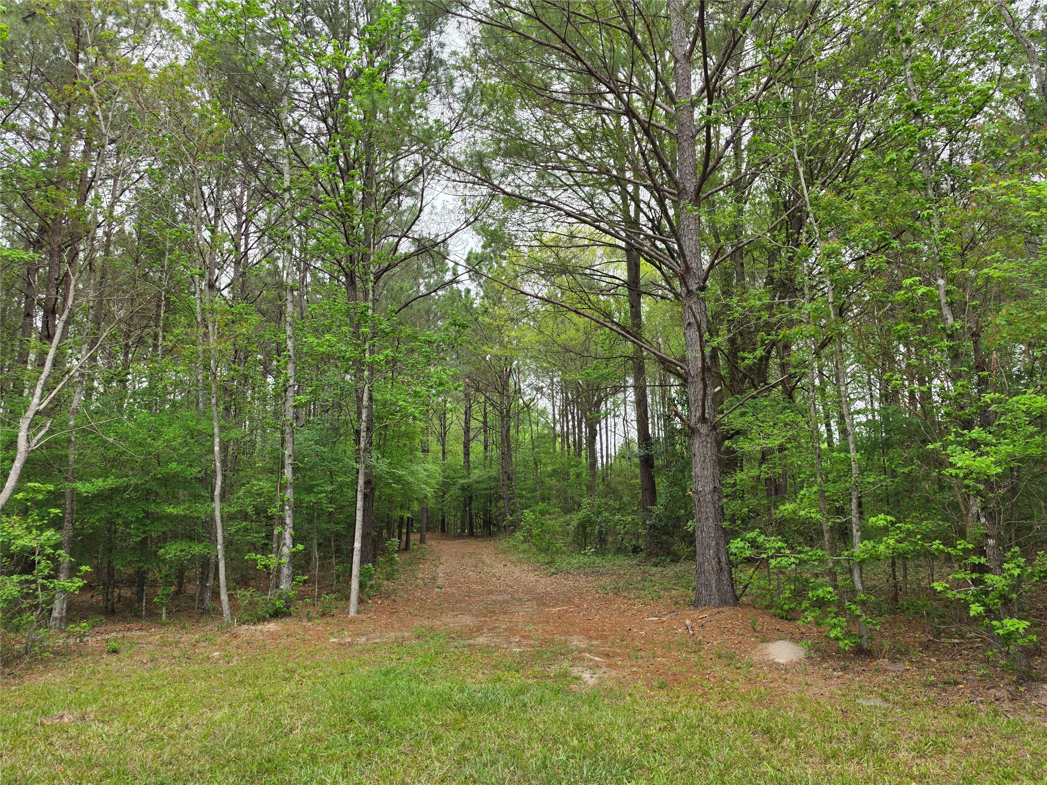 186 Blythe Road Lufkin, TX 75901 - Photo 13 of 29 a view of a forest filled with trees