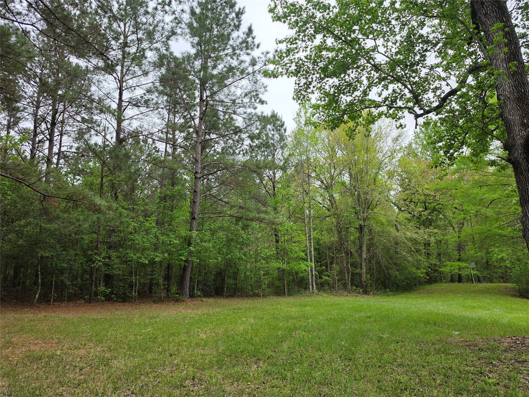 186 Blythe Road Lufkin, TX 75901 - Photo 17 of 29 a view of a grassy field with trees in the background