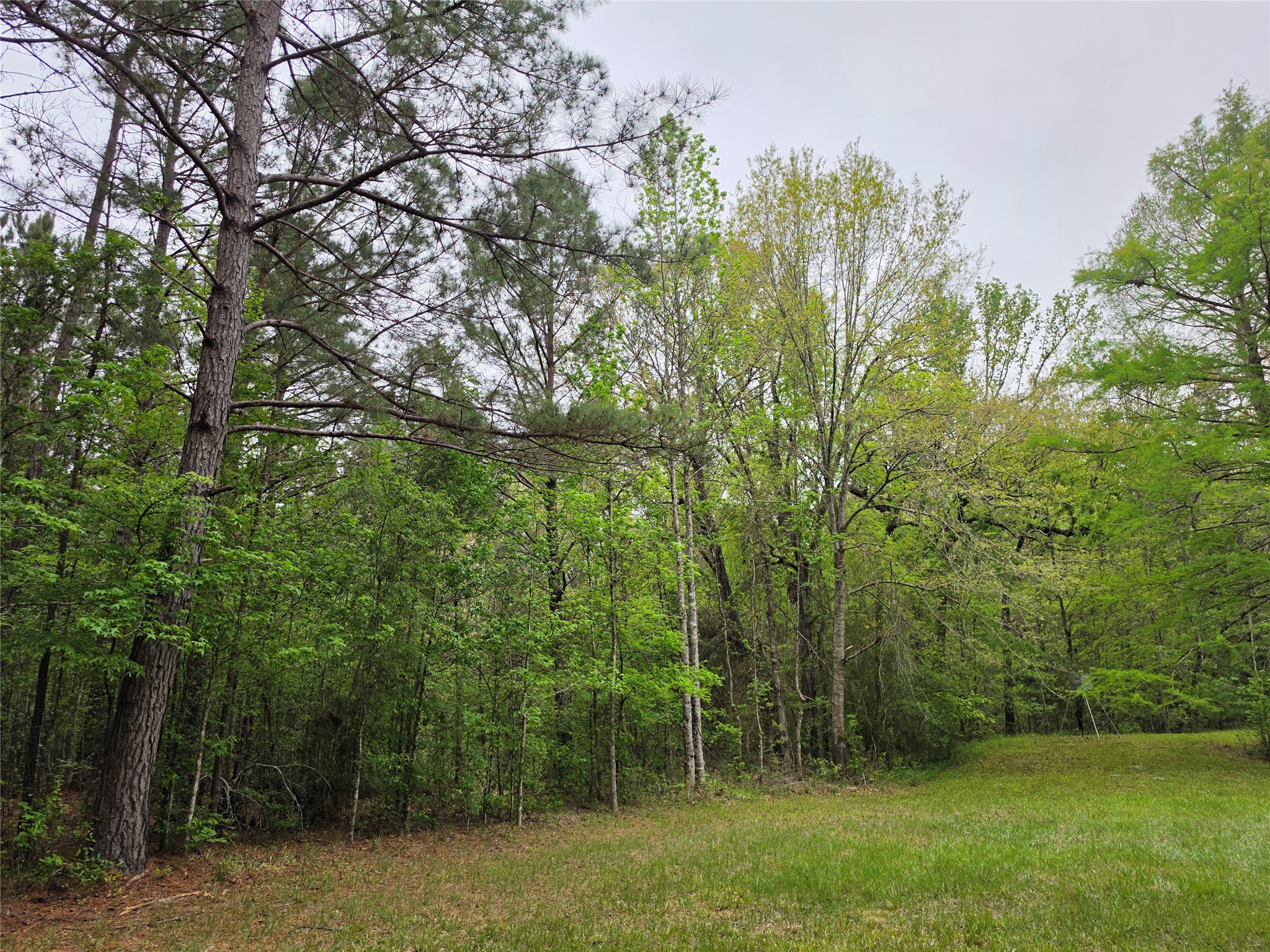 186 Blythe Road Lufkin, TX 75901 - Photo 18 of 29 a view of a yard with a trees