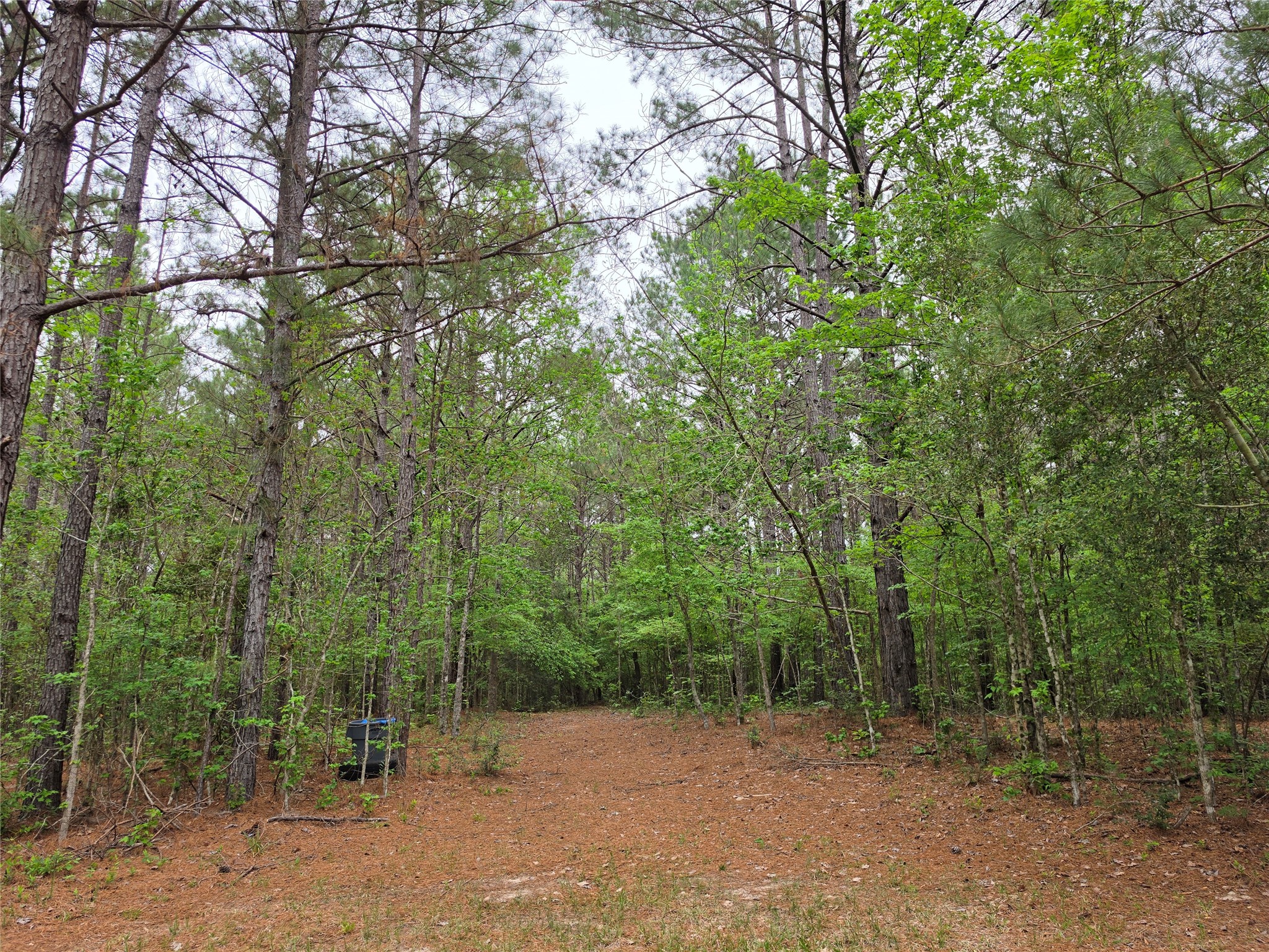 186 Blythe Road Lufkin, TX 75901 - Photo 19 of 29 a view of a forest with trees in the background