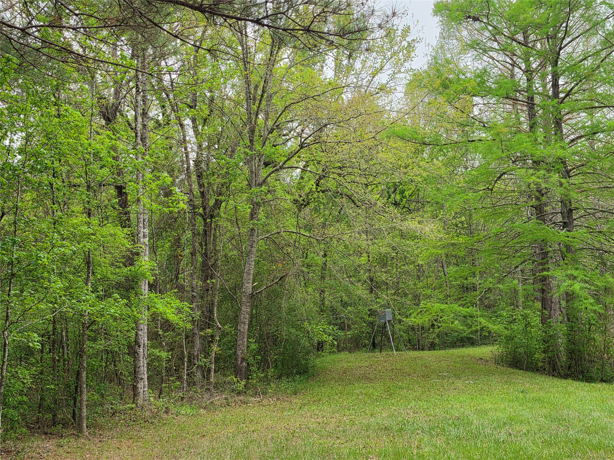 186 Blythe Road Lufkin, TX 75901 - Photo 22 of 29 a view of a lush green forest