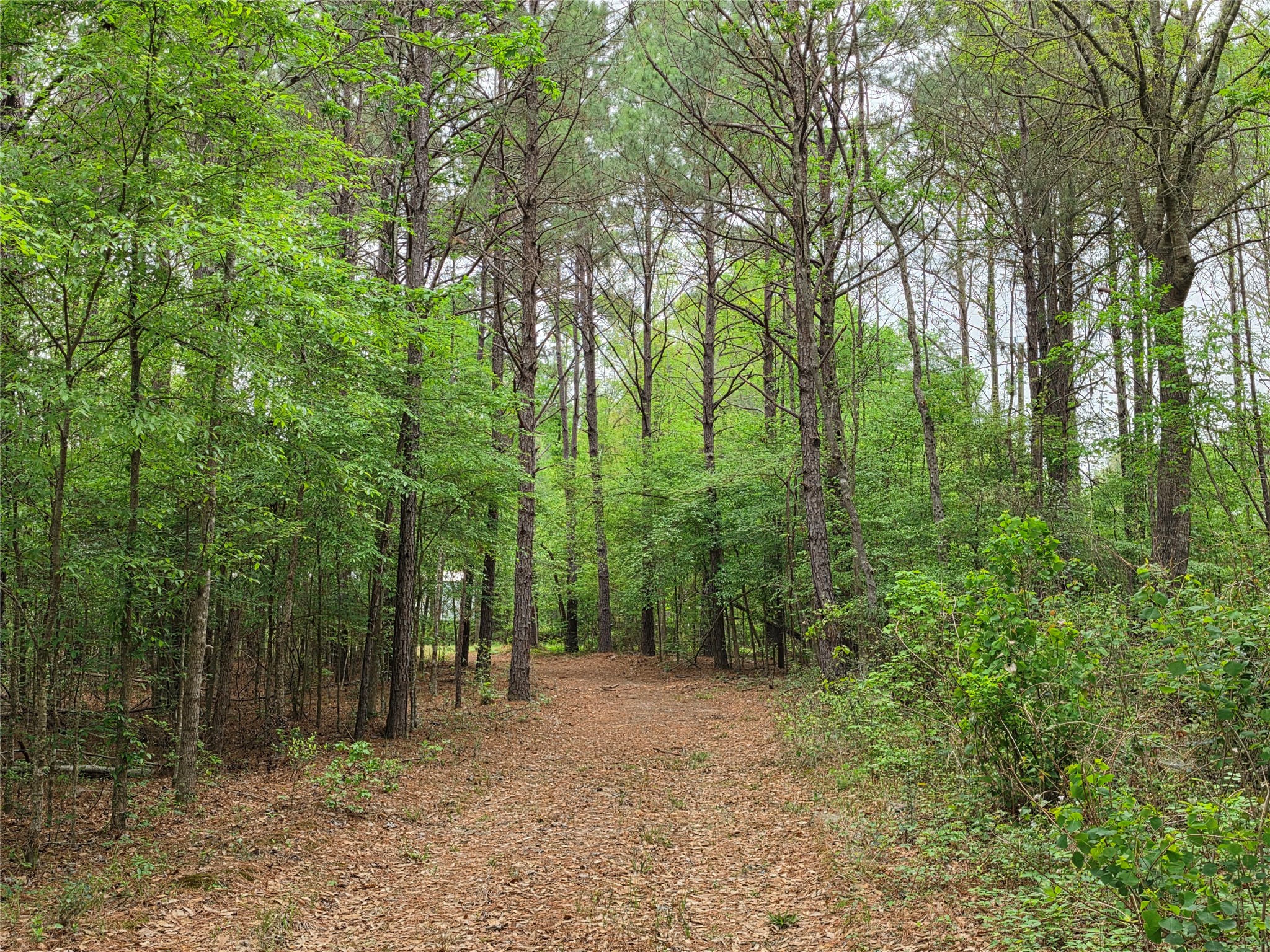 186 Blythe Road Lufkin, TX 75901 - Photo 23 of 29 a view of outdoor space and trees